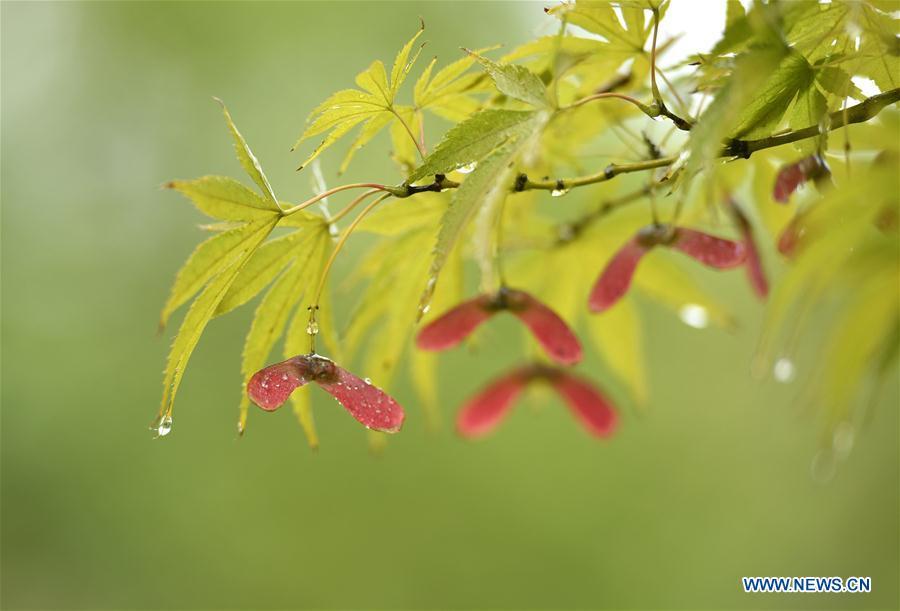 Photo taken on Sept. 28, 2018 shows a branch of a maple tree at the Renmin Square in Xuanen County, central China\'s Hubei Province. (Xinhua/Song Wen)