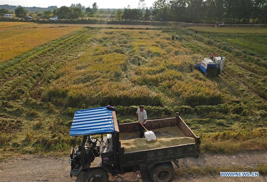 Aerial photo taken on Sept. 27, 2018 shows farmers harvesting rice in the field at Xiaogang Village of Fengyang County, east China\'s Anhui Province. Xiaogang, known as cradle of China\'s rural reform, witnessed great change in the past 40 years. (Xinhua/Cai Yang)