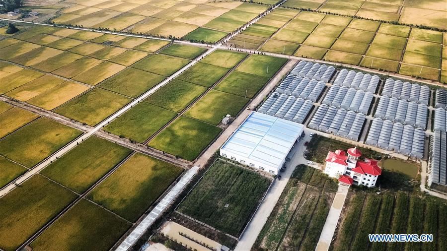 Aerial photo taken on Sept. 27, 2018 shows the modernized rice planting base of Beidahuang Group in Xiaogang Village of Fengyang County, east China\'s Anhui Province. Xiaogang, known as cradle of China\'s rural reform, witnessed great change in the past 40 years. (Xinhua/Zhang Duan)