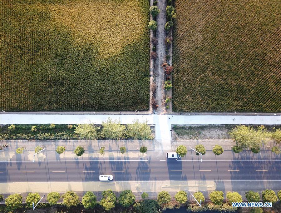 Aerial photo taken on Sept. 26, 2018 shows the rice fields and roads in Xiaogang Village of Fengyang County, east China\'s Anhui Province. Xiaogang, known as cradle of China\'s rural reform, witnessed great change in the past 40 years. (Xinhua/Liu Junxi)