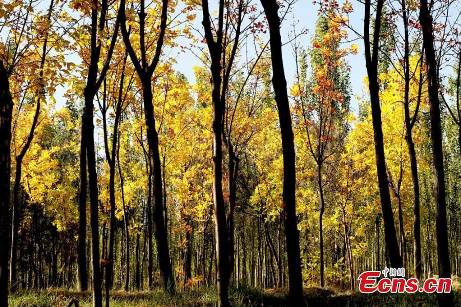A view of the natural wonders in Zhangye City, Northwest China’s Gansu Province.  As leaves turn from green to yellow or red, the Hexi Corridor, part of the historic Silk Road, shows a stunning autumn scenery under the blue sky. (Photo: China News Service/Chen Li)