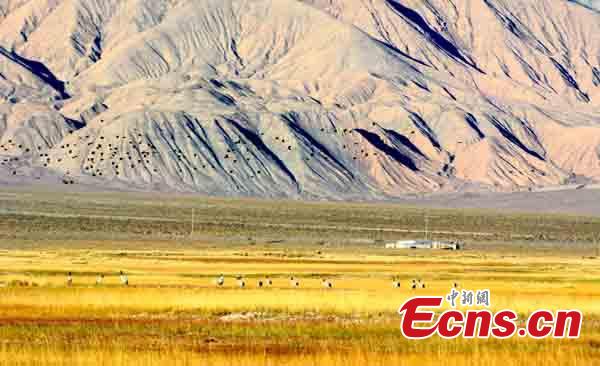 A nature reserve in Subei Mongol Autonomous County, Northwest China’s Gansu Province. As leaves turn from green to yellow or red, the Hexi Corridor, part of the historic Silk Road, shows a stunning autumn scenery under the blue sky. (Photo: China News Service/Chen Li)