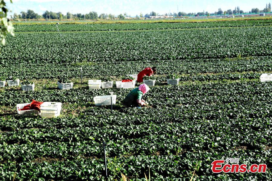 Farmers work in a vegetable field in Zhangye City, Northwest China’s Gansu Province. As leaves turn from green to yellow or red, the Hexi Corridor, part of the historic Silk Road, shows a stunning autumn scenery under the blue sky. (Photo: China News Service/Chen Li)