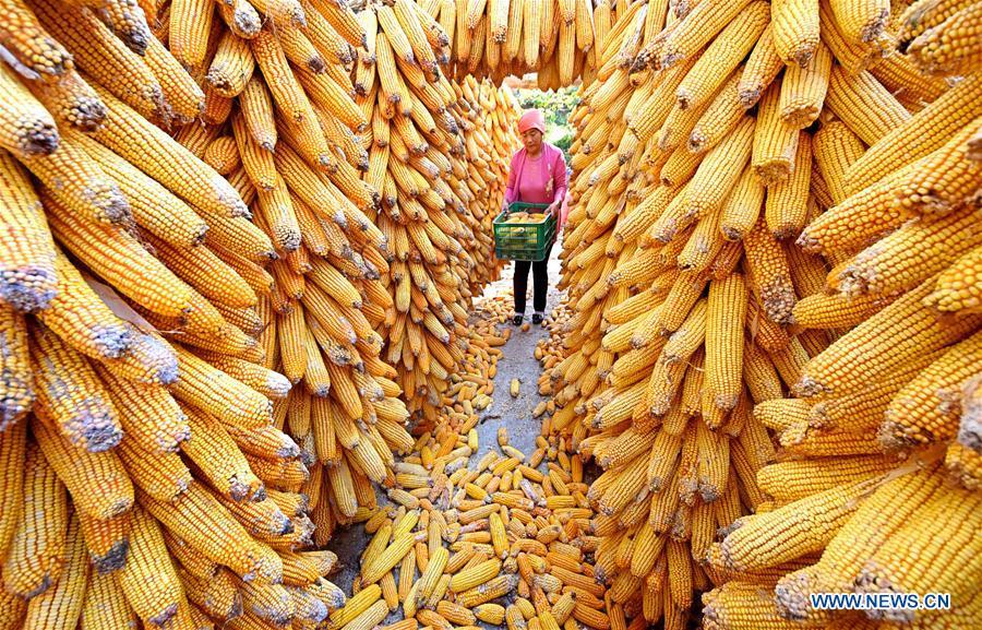 A farmer conveys newly-harvested corns in Nanbaozhuang Village of Zibo City, east China\'s Shandong Province, Sept. 27, 2018. (Xinhua/Zhao Dongshan)