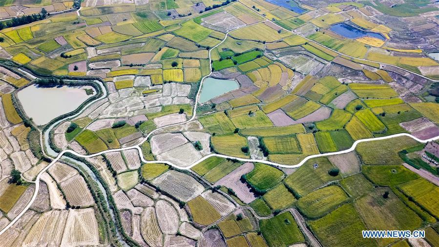 Aerial photo taken on Sept. 27, 2018 shows the rice fields of Xiaogang Village in Fengyang County, east China\'s Anhui Province. Xiaogang, known as cradle of China\'s rural reform, witnessed great change in the past 40 years. (Xinhua/Zhang Duan)