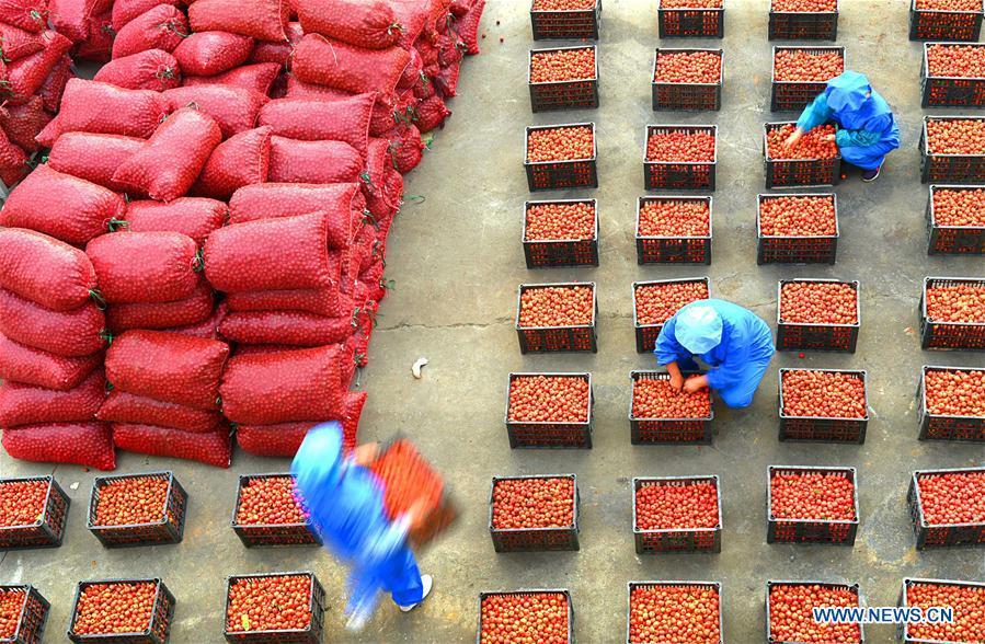 Workers convey newly-harvested hawthorn fruits in Cuijiazhuang Village of Zibo City, east China\'s Shandong Province, Sept. 27, 2018. (Xinhua/Zhao Dongshan)