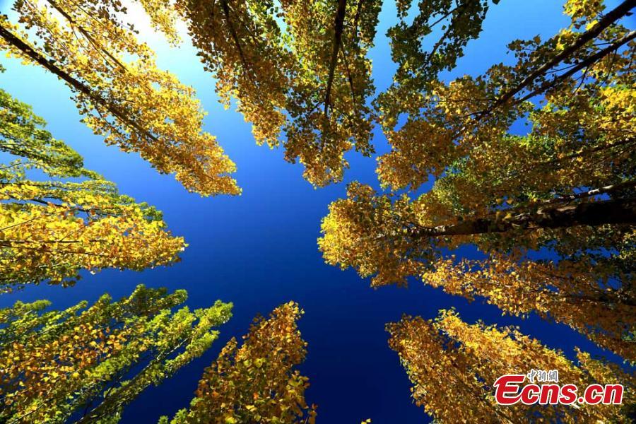 A view of the natural wonders in Zhangye City, Northwest China’s Gansu Province.  As leaves turn from green to yellow or red, the Hexi Corridor, part of the historic Silk Road, shows a stunning autumn scenery under the blue sky. (Photo: China News Service/Chen Li)