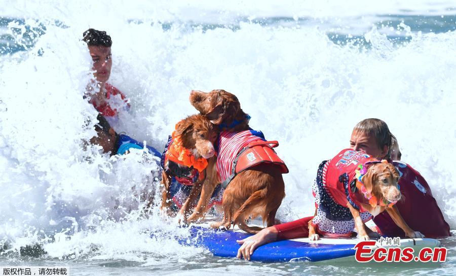 Surfing Dogs stay on their boards as waves crash during the 10th annual Surf City Surf Dog contest in Huntington Beach, California, Sept. 29, 2018. (Photo/Agencies)