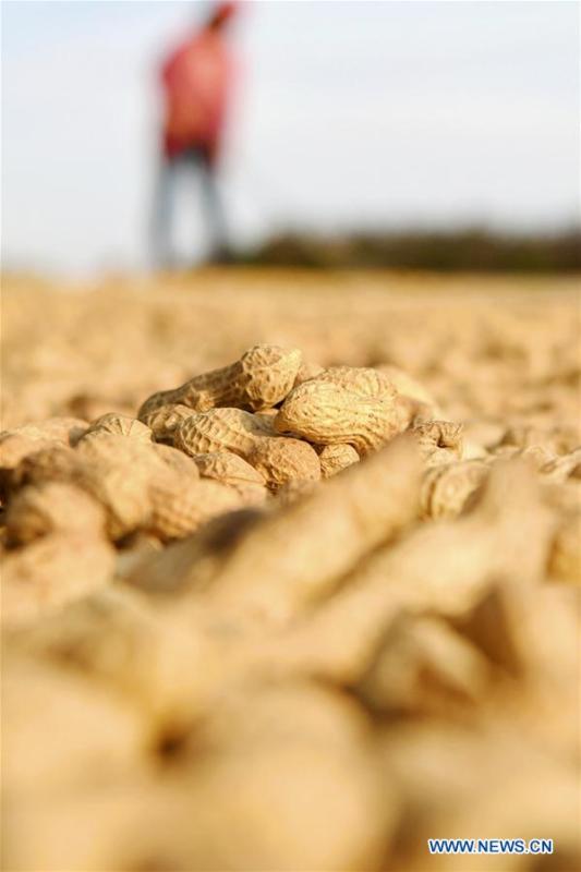 A farmer airs newly-harvested peanuts at Huangshanzi Village of Zibo City, east China\'s Shandong Province, Sept. 27, 2018. (Xinhua/Zhao Dongshan)