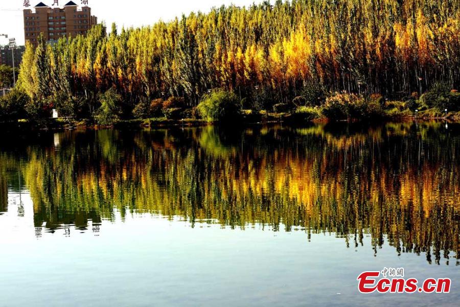 A view of the natural wonders in Zhangye City, Northwest China’s Gansu Province.  As leaves turn from green to yellow or red, the Hexi Corridor, part of the historic Silk Road, shows a stunning autumn scenery under the blue sky. (Photo: China News Service/Chen Li)