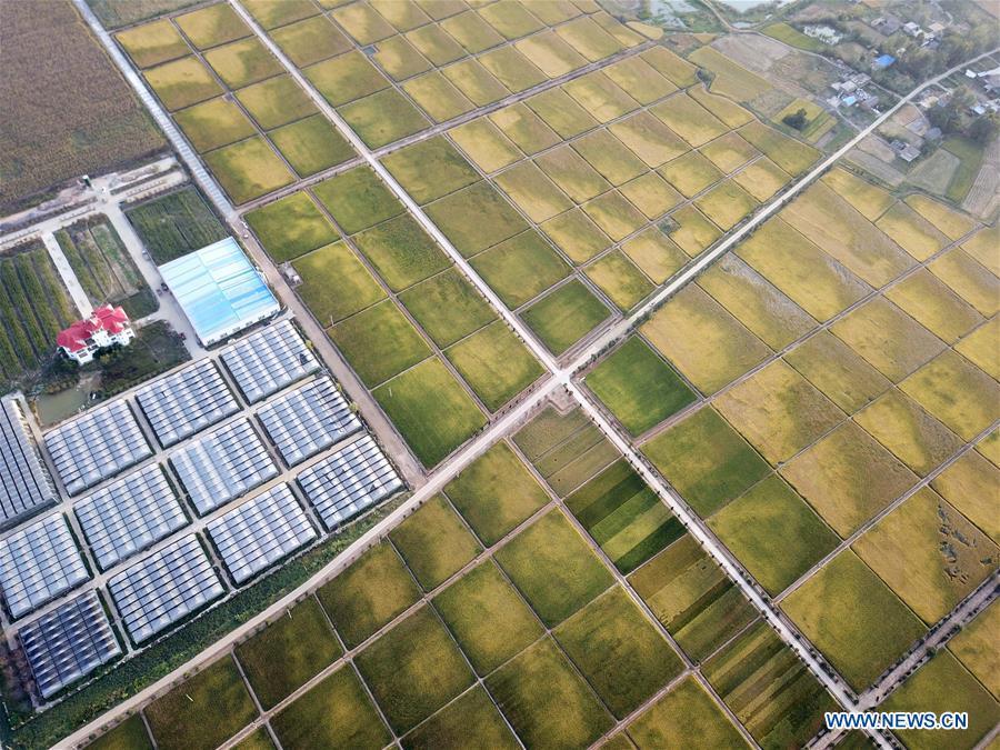 Aerial photo taken on Sept. 26, 2018 shows the rice fields of Xiaogang Village in Fengyang County, east China\'s Anhui Province. Xiaogang, known as cradle of China\'s rural reform, witnessed great change in the past 40 years. (Xinhua/Liu Junxi)
