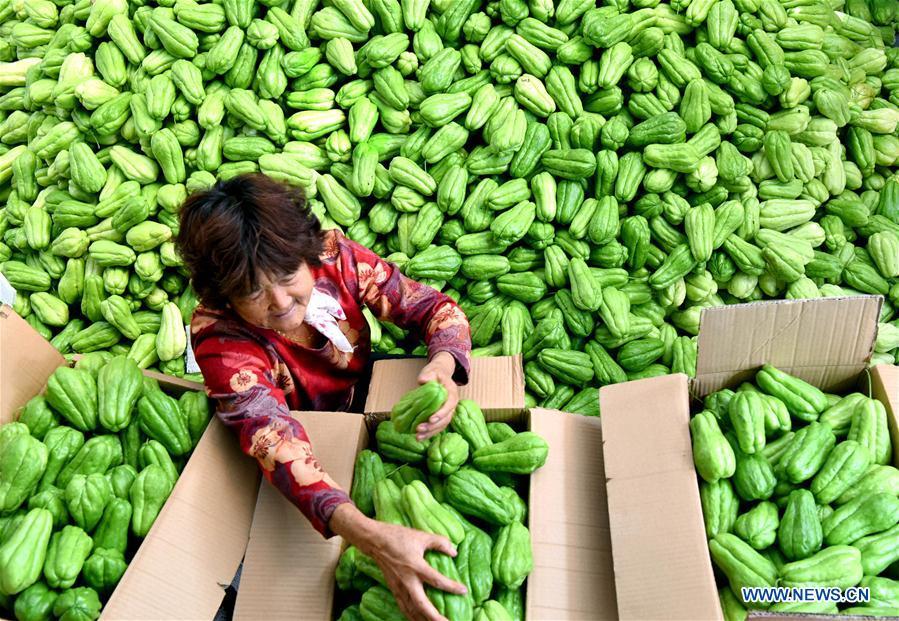 A farmer select newly-harvested chayotes in Dongyutai Village of Zibo City, east China\'s Shandong Province, Sept. 28, 2018. (Xinhua/Zhao Dongshan)
