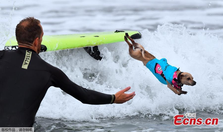 A Surfing Dog leaps off the board during the 10th annual Surf City Surf Dog contest in Huntington Beach, California, Sept. 29, 2018. (Photo/Agencies)