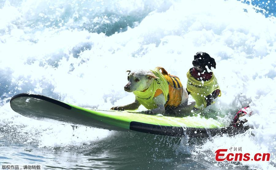 Surf Dogs ride a wave in tandem during the 10th annual Surf City Surf Dog contest in Huntington Beach, California, Sept. 29, 2018. (Photo/Agencies)