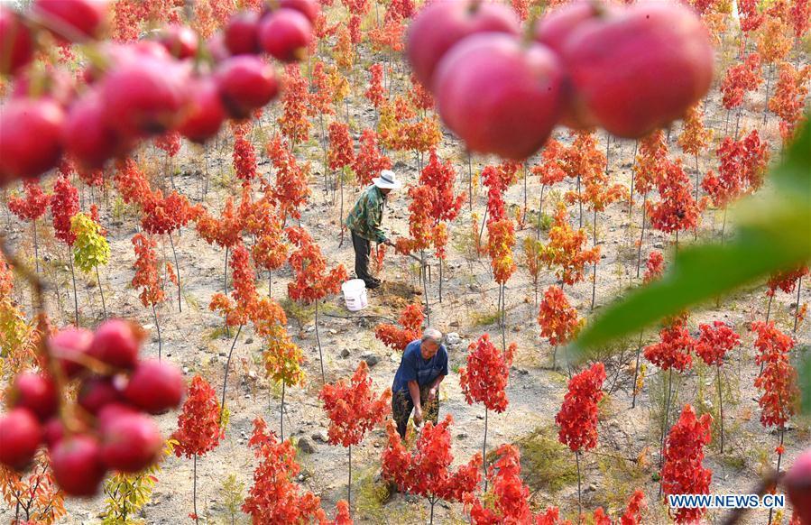 Farmers work in the nursery stock field in Huangshanzi Village of Zibo City, east China\'s Shandong Province, Sept. 28, 2018. (Xinhua/Zhao Dongshan)