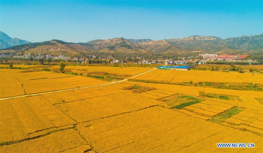 Aerial photo taken on Oct. 2, 2018 shows rice field in Shexian County of Handan, north China\'s Hebei Province. (Xinhua/Wang Xiao)