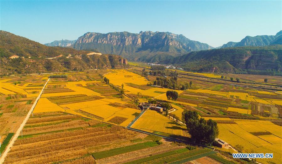Aerial photo taken on Oct. 2, 2018 shows rice field in Shexian County of Handan, north China\'s Hebei Province. (Xinhua/Wang Xiao)