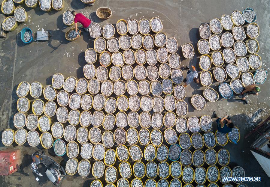 Fishermen arrange newly-caught fish at Xiangzhi fishing port in Shishi, southeast China\'s Fujian Province, Oct. 2, 2018. (Xinhua/Song Weiwei)