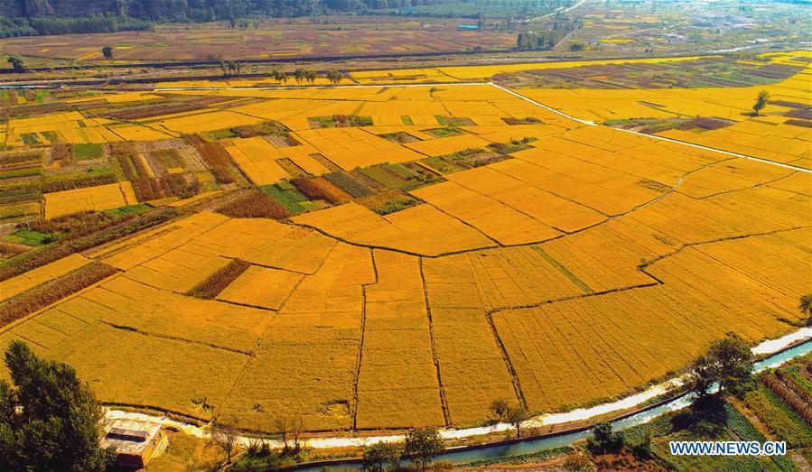 Aerial photo taken on Oct. 2, 2018 shows rice field in Shexian County of Handan, north China\'s Hebei Province. (Xinhua/Wang Xiao)