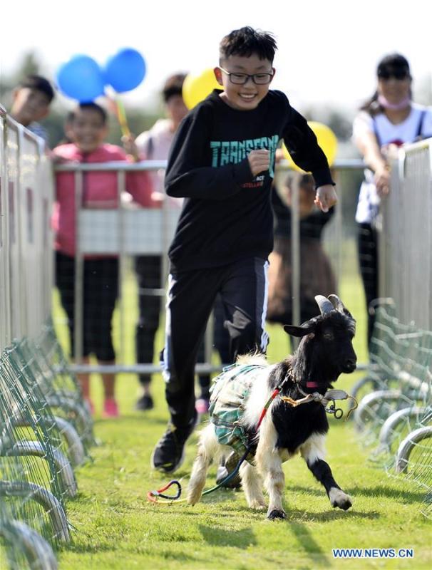 A boy runs after a goat cub in Zaozhuang, east China\'s Shandong Province, Oct. 2, 2018, the second day of the week-long National Day holiday. (Xinhua/Gao Qimin)