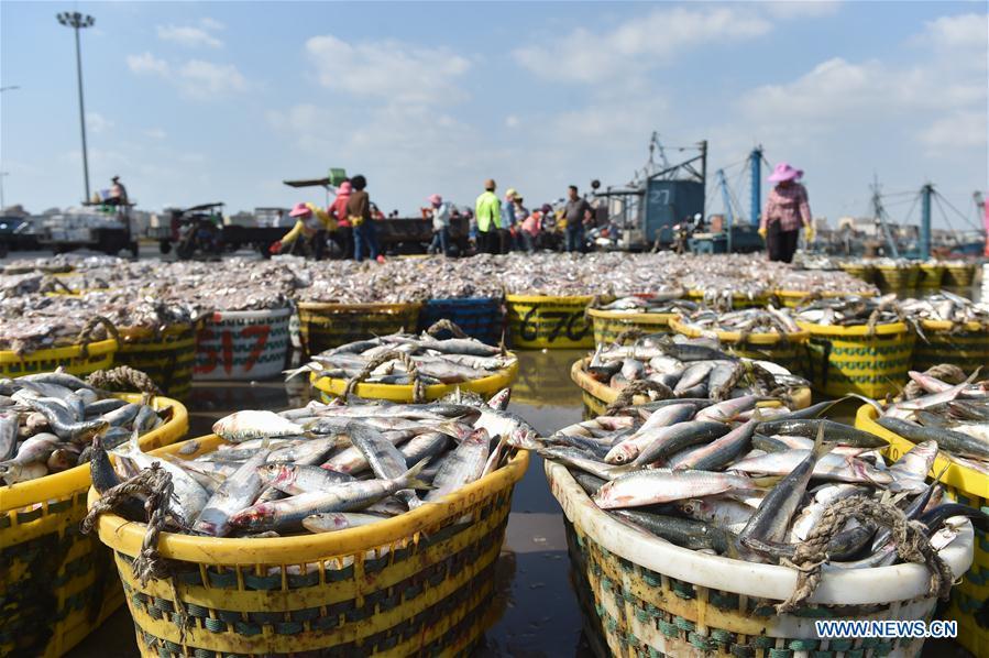 Photo taken on Oct. 2, 2018 shows newly-caught fish at Xiangzhi fishing port in Shishi, southeast China\'s Fujian Province. (Xinhua/Song Weiwei)