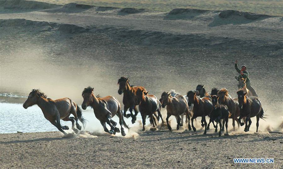 A herdsman tames horses in Hexigten Banner of Chifeng, north China\'s Inner Mongolia Autonomous Region, Oct. 2, 2018. (Xinhua/Pan Zhengguang)