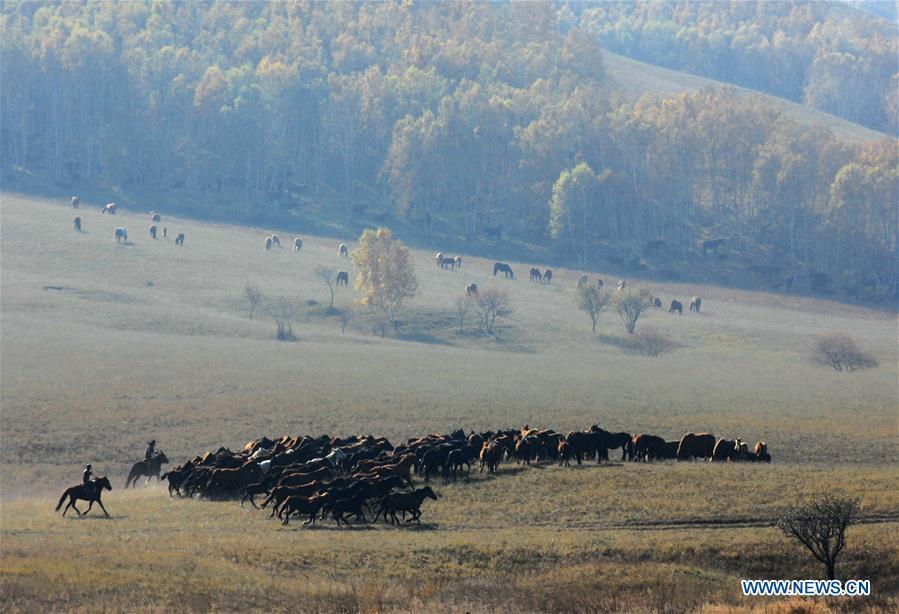 Two herdsmen tame horses on the Ulan Butong grassland in Hexigten Banner of Chifeng, north China\'s Inner Mongolia Autonomous Region, Oct. 2, 2018. (Xinhua/Pan Zhengguang)