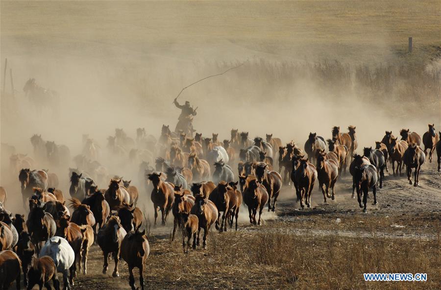 A herdsman tames horses on the Ulan Butong grassland in Hexigten Banner of Chifeng, north China\'s Inner Mongolia Autonomous Region, Oct. 1, 2018. (Xinhua/Pan Zhengguang)