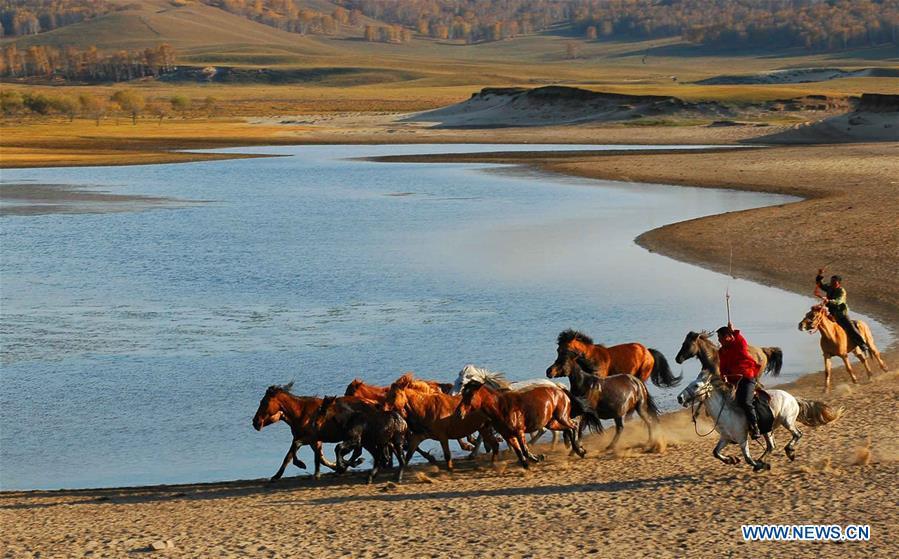 Two herdsmen tame horses on the Ulan Butong grassland in Hexigten Banner of Chifeng, north China\'s Inner Mongolia Autonomous Region, Oct. 2, 2018. (Xinhua/Pan Zhengguang)