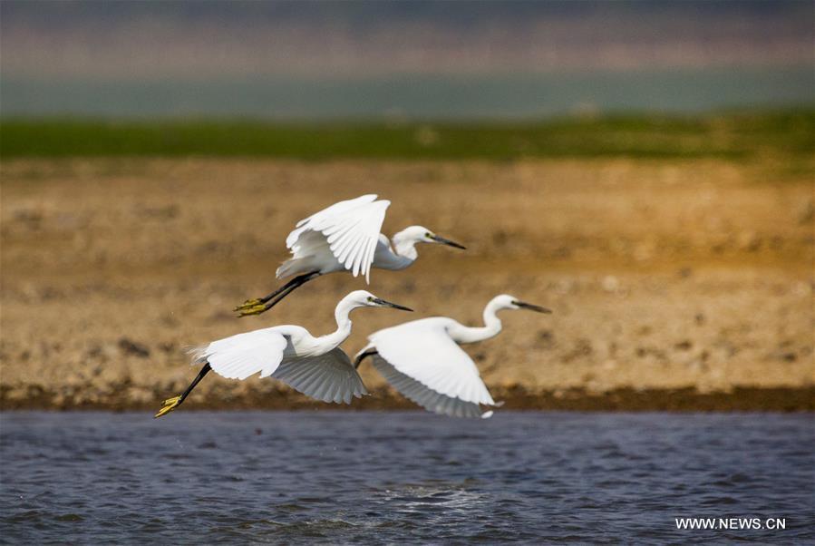 Egrets are seen flying above the Maying water area of the Poyang Lake in Duchang County, east China\'s Jiangxi Province, Oct. 4, 2018. (Xinhua/Fu Jianbin)