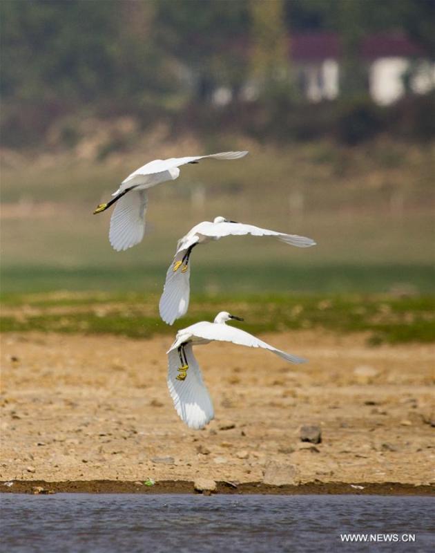 Egrets are seen flying above the Maying water area of the Poyang Lake in Duchang County, east China\'s Jiangxi Province, Oct. 4, 2018. (Xinhua/Fu Jianbin)
