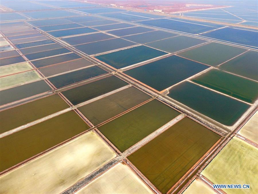 A worker manipulates a machine to harvest salt at saltworks in Binzhou City, east China\'s Shandong Province, Oct. 4, 2018. The saltworks entered the harvest season recently. (Xinhua/Guo Zhihua)