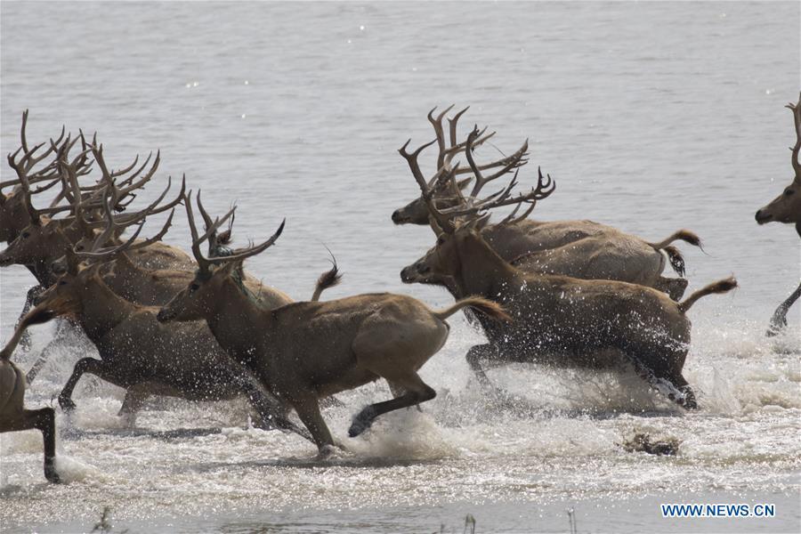 A herd of milu deer are seen on a wetland at the Dafeng Milu National Nature Reserve in Yancheng City, east China\'s Jiangsu Province, Oct. 4, 2018. (Xinhua/He Jinghua)