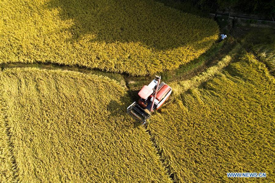 A villager operates a reaper to harvest rice in Luoyang Village of Duobao Township in Duchang County, east China\'s Jiangxi Province, Oct. 4, 2018. (Xinhua/Fu Jianbin)