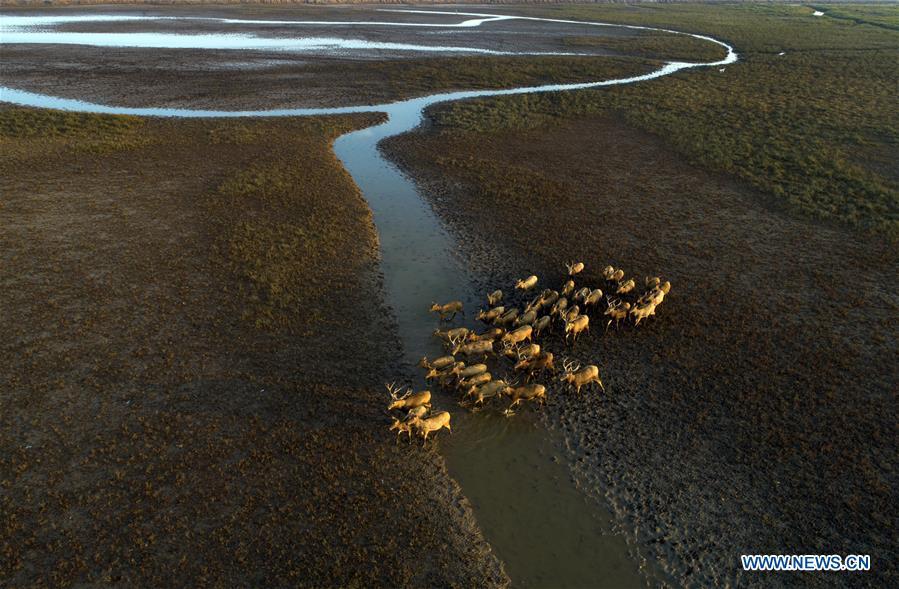 Aerial photo taken on Oct. 4, 2018 shows a herd of milu deer on a wetland at the Dafeng Milu National Nature Reserve in Yancheng City, east China\'s Jiangsu Province. (Xinhua/He Jinghua)