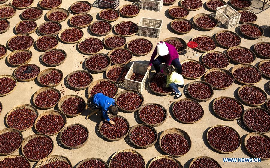 Villagers air red dates in Guantan Village of Xiangfen County in Linfen, north China\'s Shanxi Province, Oct. 3, 2018. (Xinhua/Wang Wensuo)