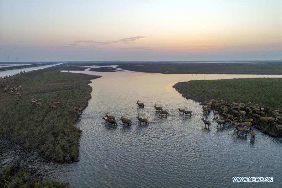 Aerial photo taken on Oct. 4, 2018 shows a herd of milu deer on a wetland at the Dafeng Milu National Nature Reserve in Yancheng City, east China\'s Jiangsu Province. (Xinhua/He Jinghua)