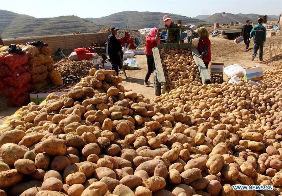 Villagers unload harvested potatoes in Dagou Town of Huining County, northwest China\'s Gansu Province, Oct. 4, 2018. (Xinhua/Chang Qibiao)