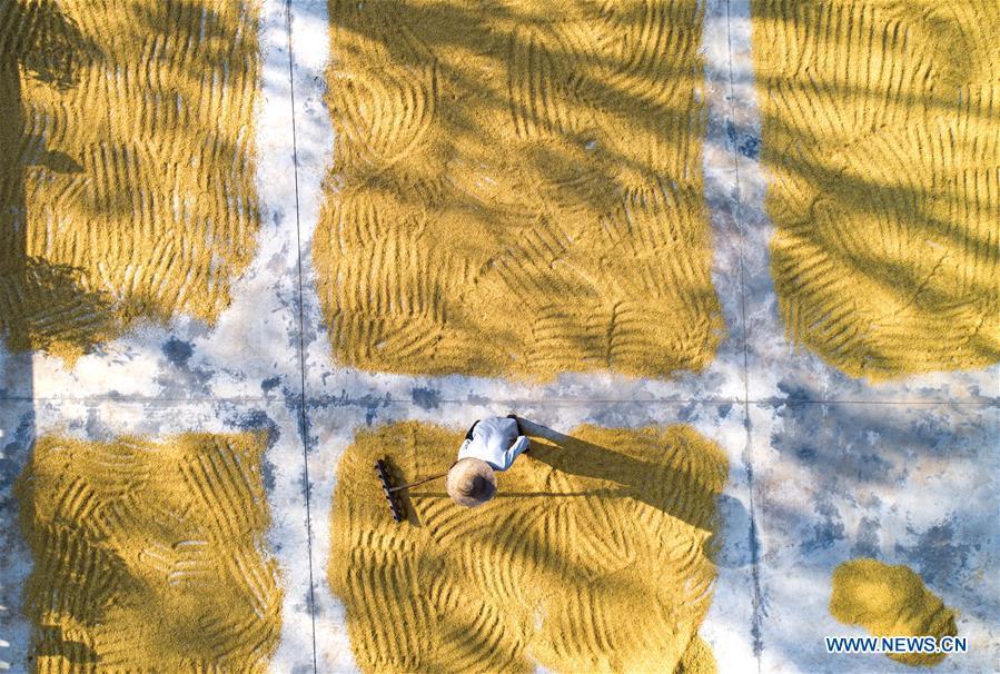A villager rakes rice for air-drying in Luoyang Village of Duobao Township in Duchang County, east China\'s Jiangxi Province, Oct. 4, 2018. (Xinhua/Fu Jianbin)