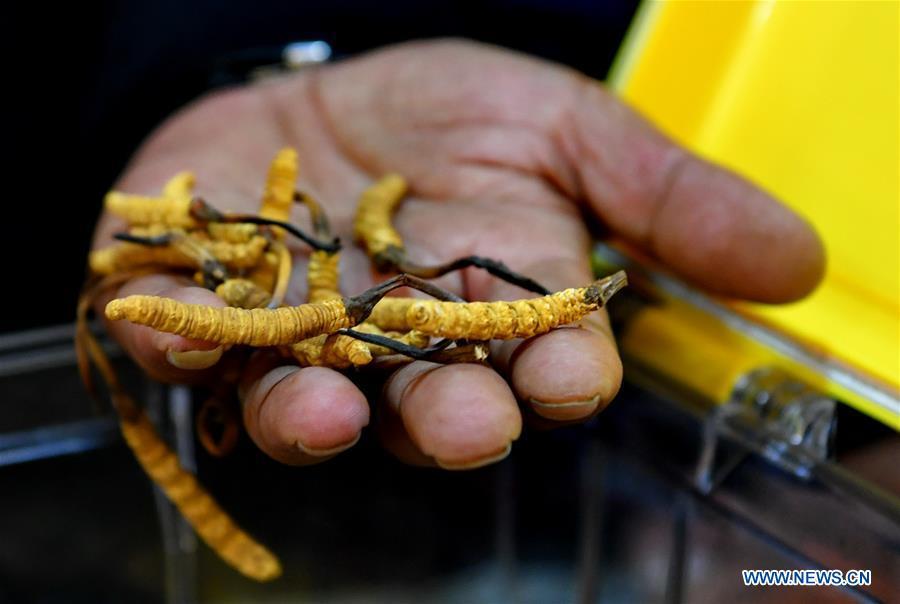 An exhibitor promotes caterpillar fungi at Lhasa\'s first cordyceps sinensis trade fair in Lhasa, capital of southwest China\'s Tibet Autonomous Region, Oct. 4, 2018. (Xinhua/Zhang Rufeng)