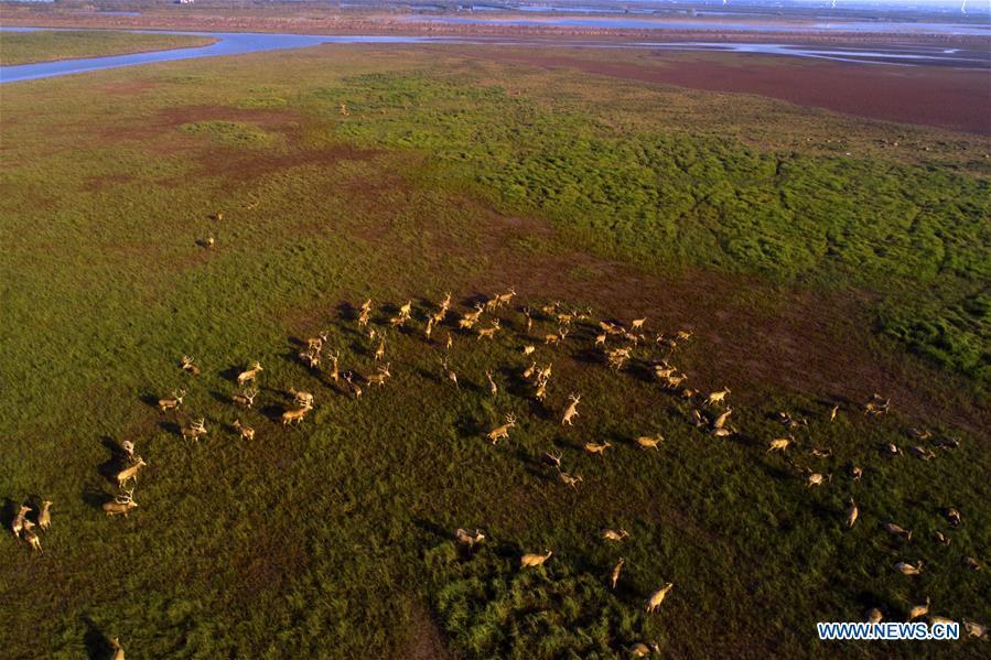 Aerial photo taken on Oct. 4, 2018 shows a herd of milu deer on a wetland at the Dafeng Milu National Nature Reserve in Yancheng City, east China\'s Jiangsu Province. (Xinhua/He Jinghua)
