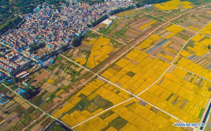 Aerial photo taken on Oct. 2, 2018 shows rice field in Shexian County of Handan, north China\'s Hebei Province. (Xinhua/Wang Xiao)