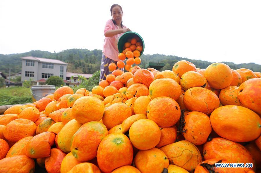 A villager pours harvested fruits of Trichosanthes Kirilowii in Shankou Village of Gaohu Township in Jing\'an County, east China\'s Jiangxi Province, Oct. 4, 2018. (Xinhua/Xu Zhongting)