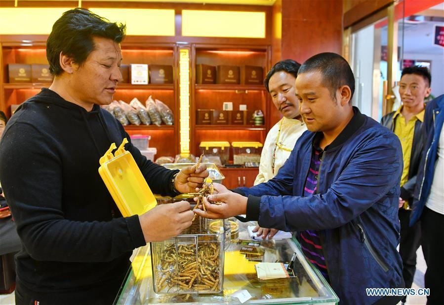 A exhibitor (L) promotes caterpillar fungi at Lhasa\'s first cordyceps sinensis trade fair in Lhasa, capital of southwest China\'s Tibet Autonomous Region, Oct. 4, 2018. (Xinhua/Zhang Rufeng)