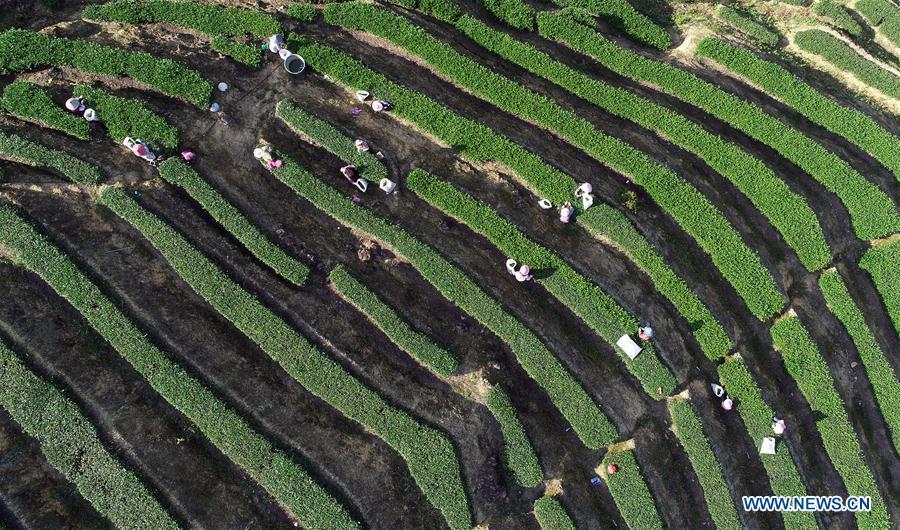 Aerial photo taken on Oct. 6, 2018 shows farmers picking tea leaves in Jiuzhai Village of Anxi County, southeast China\'s Fujian Province. Anxi County saw the harvest season for Tieguanyin autumn tea, a type of oolong tea. (Xinhua/Zhang Jiuqiang)