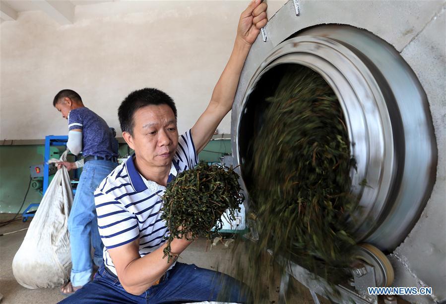 A farmer dries tea leaves in Fangting Village of Anxi County, southeast China\'s Fujian Province, Oct. 6, 2018. Anxi County saw the harvest season for Tieguanyin autumn tea, a type of oolong tea. (Xinhua/Zhang Jiuqiang)