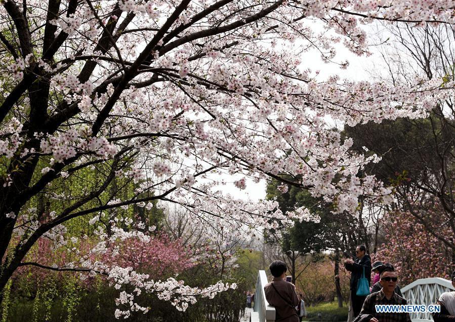 Tourists look at flowers at Shanghai Botanical Garden in east China\'s Shanghai, March 27, 2018. (Xinhua/Liu Ying)