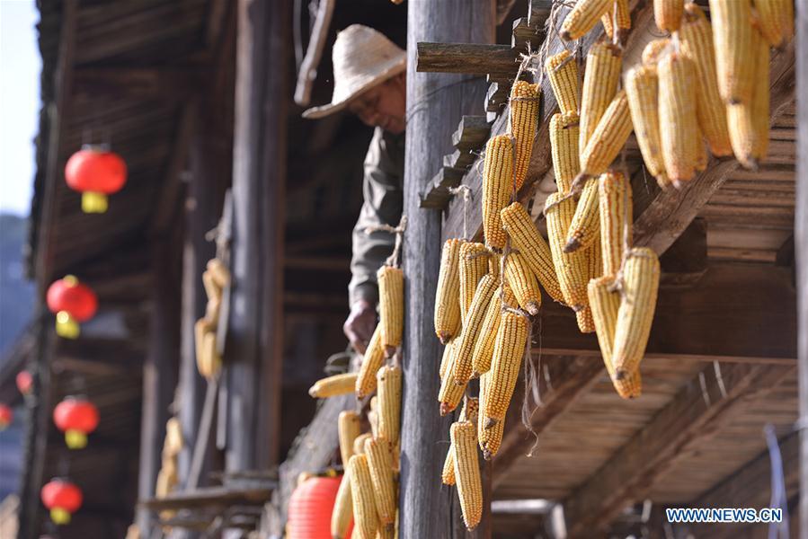 A farmer airs the newly-picked corns at Guifeng Village of Sanming City, southeast China\'s Fujian Province, Oct. 6, 2018. (Xinhua/Wang Wangwang)