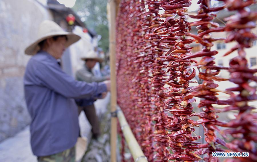 Farmers air the newly-picked hot peppers at Guifeng Village of Sanming City, southeast China\'s Fujian Province, Oct. 6, 2018. (Xinhua/Wang Wangwang)
