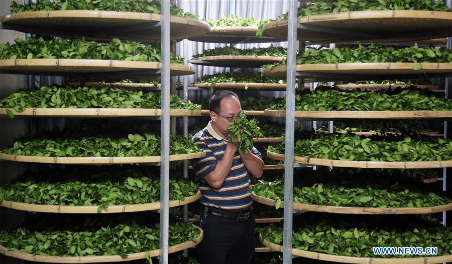 A farmer checks the newly-picked tea leaves in Jiuzhai Village of Anxi County, southeast China\'s Fujian Province, Oct. 6, 2018. Anxi County saw the harvest season for Tieguanyin autumn tea, a type of oolong tea. (Xinhua/Zhang Jiuqiang)